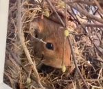 chat france Un écureuil installe son nid sur le rebord d'une fenêtre (Rhône)