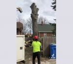 tronc abattage Surprise pendant l'abattage d'un arbre