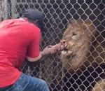 zoo cage Ne pas mettre ses doigts dans la cage du lion