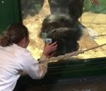 chimpanze doigt Un singe demande à une femme de scroller sur son téléphone