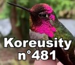 koreusity compilation 2022 Koreusity n°481