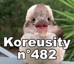 koreusity compilation 2022 Koreusity n°482