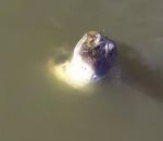 saut eau Un alligator attrape un drone