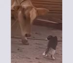 chat patte coup Chat vs Vache
