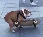 skateboard Un chien aime beaucoup le skate