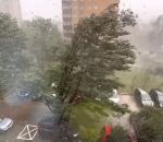 arbre Déplacer sa voiture pendant une tempête