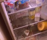 nourriture refrigerateur Un enfant dévalise un frigo