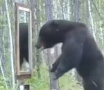 miroir peur Un ours défonce un miroir