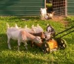 chevre Chèvres vs Tondeuse à gazon