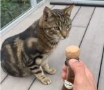 bouteille tete Ouvrir une bouteille de vin mousseux à coté d'un chat