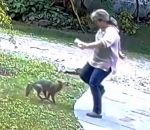 morsure Une femme attaquée par un renard enragé 