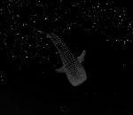 lumiere Un requin-baleine nage à travers des algues bioluminescentes