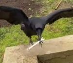 bricoleur outil Un corbeau aide un bricoleur