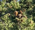 menage Un écureuil jette des pommes de pin sur une terrasse