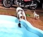 piscine Un pitbull sauve un chihuahua de la noyade
