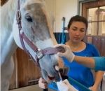 cheval Retrait de bandages compressifs d'une narine d'un cheval
