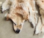 fourrure chien Un chien mort transformé en tapis