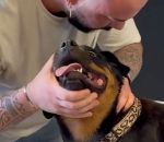 craquement chien Chiropracteur pour chiens