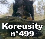koreusity compilation novembre Koreusity n°499