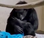 retrouvailles singe emouvant Retrouvailles émouvantes d’une mère chimpanzé et son bébé