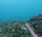 sous-marin peche Sortie de pêche sous-marine dangereuse