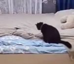 drap Une maman chat refait le lit après le passage du chaton