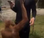 zoo singe Un orang-outan met la veste d'un homme