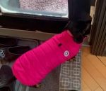froid manteau Sortir son chien par -35°C