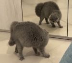 dos chat miroir Un chat s'auto intimide