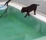 piscine chien noyade Un chien veut apprendre à nager