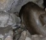 randonneur puma Un randonneur découvre un puma dans un grotte 
