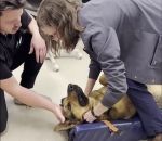 chien allemand berger Une vétérinaire aide un chien avec un jouet coincé dans l'œsophage
