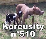 koreusity compilation fevrier Koreusity n°510