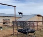 grange Une vache sur un toit