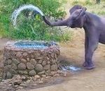elephant boire Un éléphant arrose une lionne