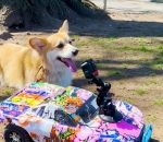 voiture chien Voiture RC + GoPro vs Chien