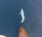 dauphin Un dauphin surfe sur la vague d'étrave d'un bateau
