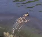 trou chute eau Suspens chez les canards