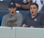 baseball match La réaction de supporters devant un écureuil
