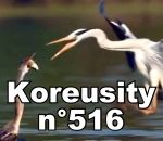koreusity compilation zapping Koreusity n°516