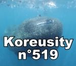 koreusity compilation zapping Koreusity n°519