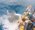 pecheur Un requin attaque un kayak (Hawaï)