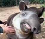 sourire dent Un tapir du Brésil aime les gratouilles