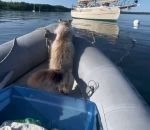 bateau fail saut Un chat pressé de monter à bord
