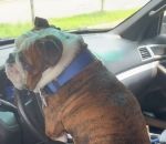 volant Un chien fait de la musique dans une voiture