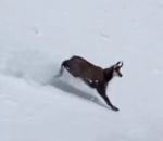 neige pente Un chamois très pressé