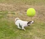 tete chien Un chien avec un ballon en équilibre sur sa tête
