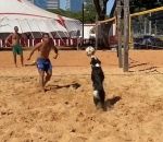 bresil Un chien joue au Beach-volley