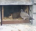 nid Pigeon vs Faucon dans son nid