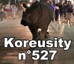 compilation zapping septembre Koreusity n°527